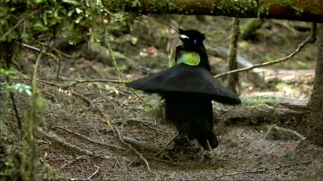 自然世界:天堂之鸟 Natural World: Birds of Paradise