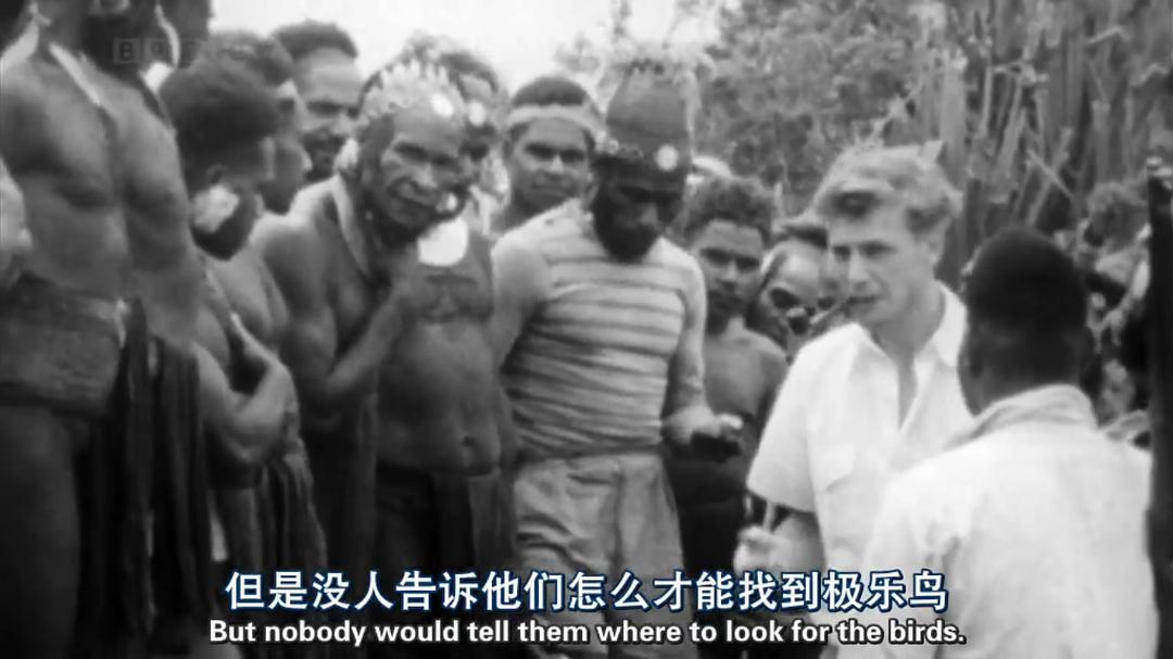 自然世界:天堂之鸟 Natural World: Birds of Paradise