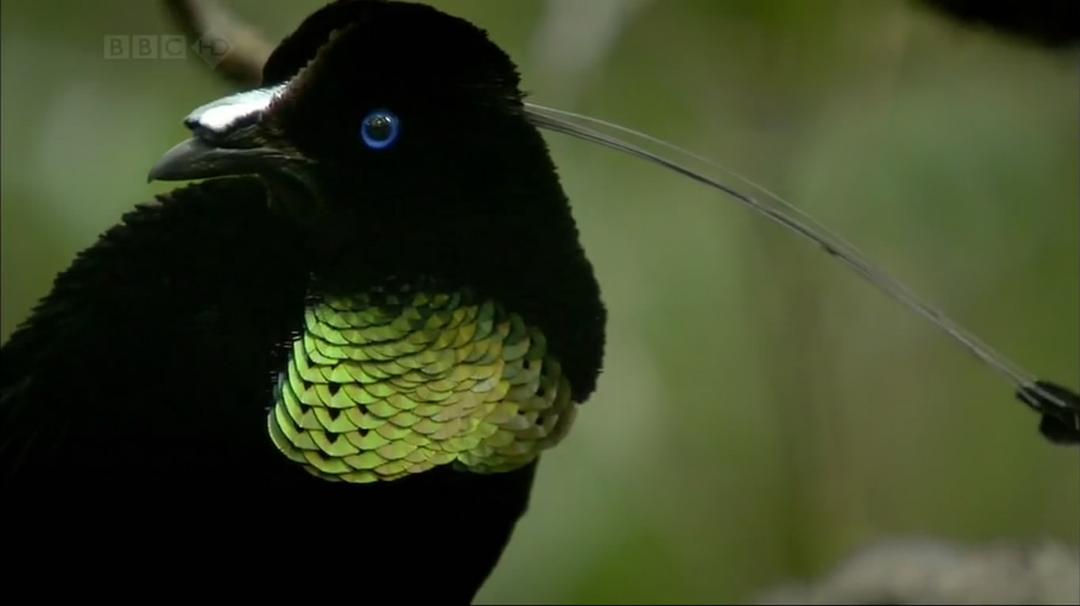 自然世界:天堂之鸟 Natural World: Birds of Paradise