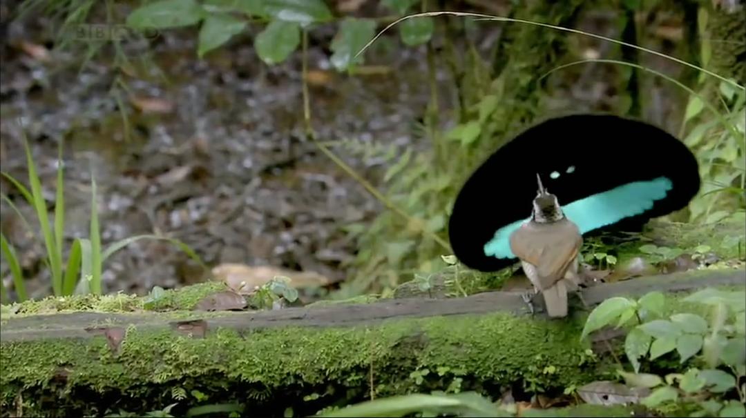 自然世界:天堂之鸟 Natural World: Birds of Paradise