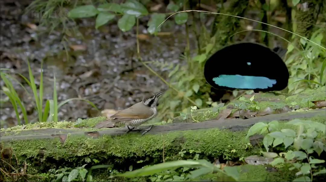 自然世界:天堂之鸟 Natural World: Birds of Paradise