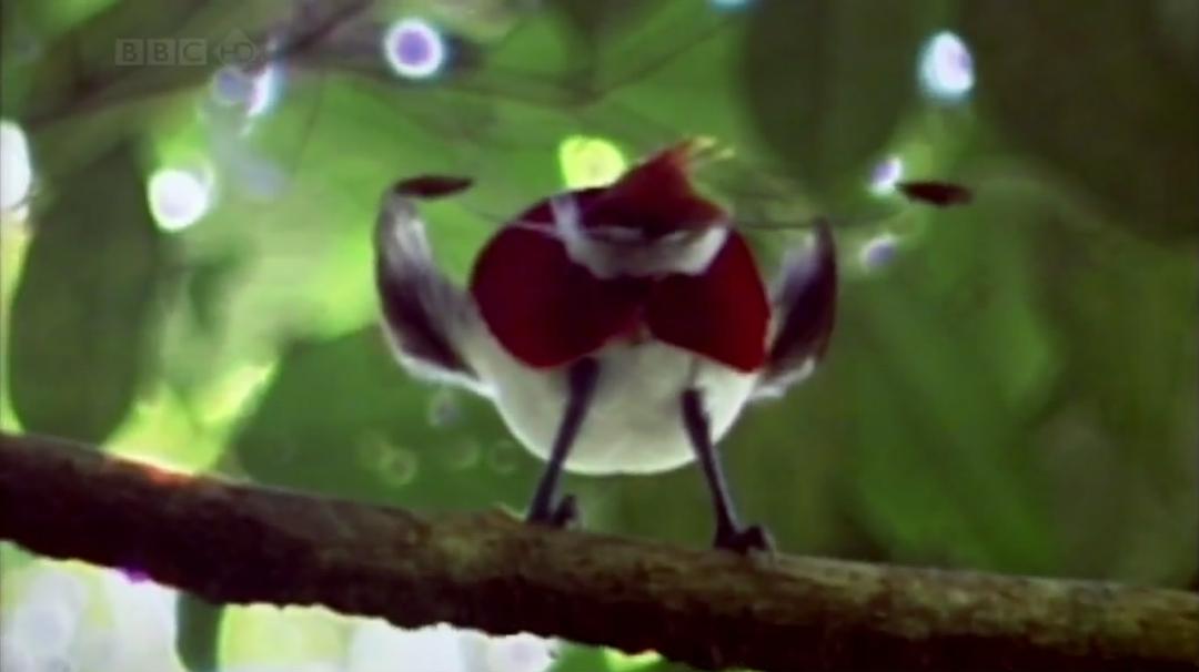 自然世界:天堂之鸟 Natural World: Birds of Paradise