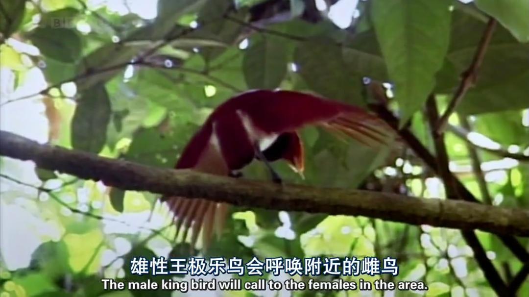 自然世界:天堂之鸟 Natural World: Birds of Paradise