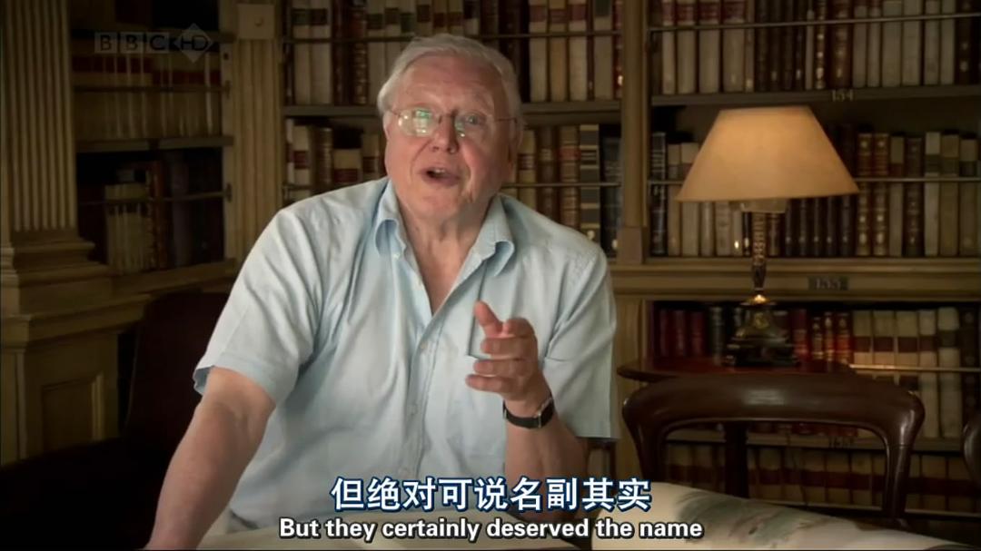 自然世界:天堂之鸟 Natural World: Birds of Paradise