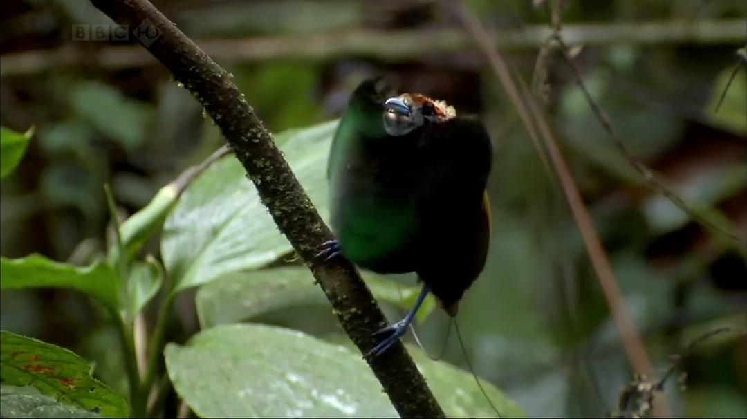 自然世界:天堂之鸟 Natural World: Birds of Paradise