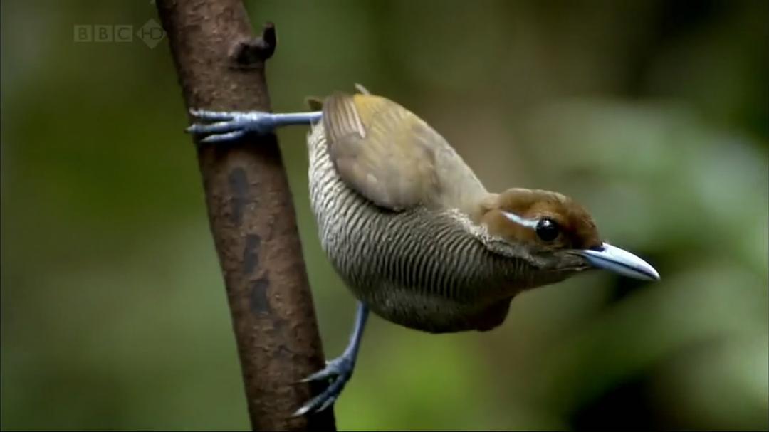 自然世界:天堂之鸟 Natural World: Birds of Paradise