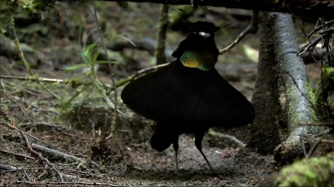 自然世界:天堂之鸟 Natural World: Birds of Paradise