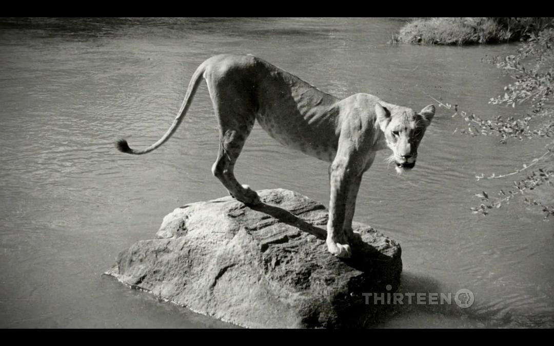 PBS:自然 – 艾尔莎的遗产:生而自由的故事 Elsa's Legacy: The Born Free Story