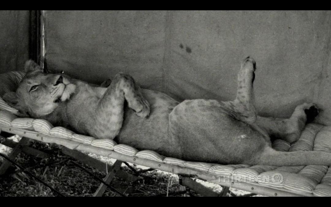 PBS:自然 – 艾尔莎的遗产:生而自由的故事 Elsa's Legacy: The Born Free Story