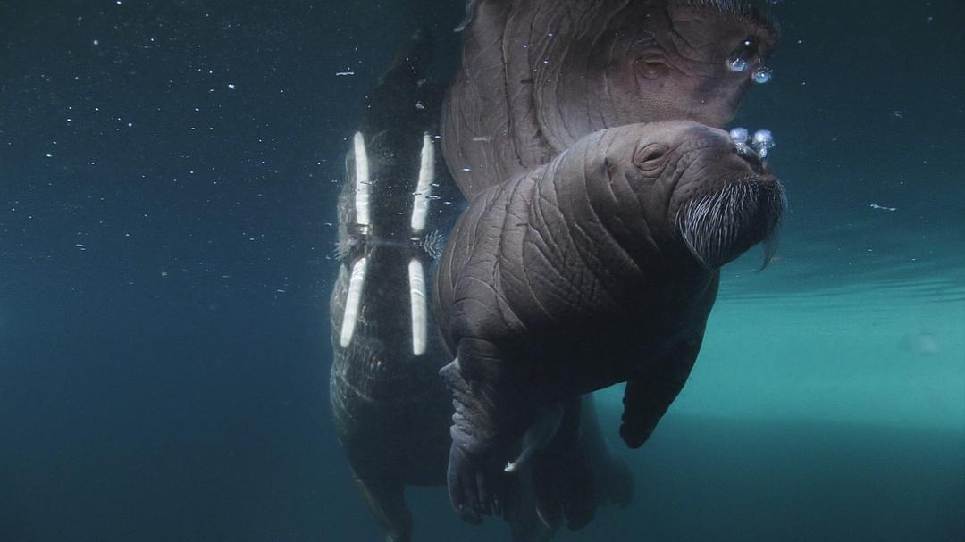 海洋王国 Le Peuple des Océans