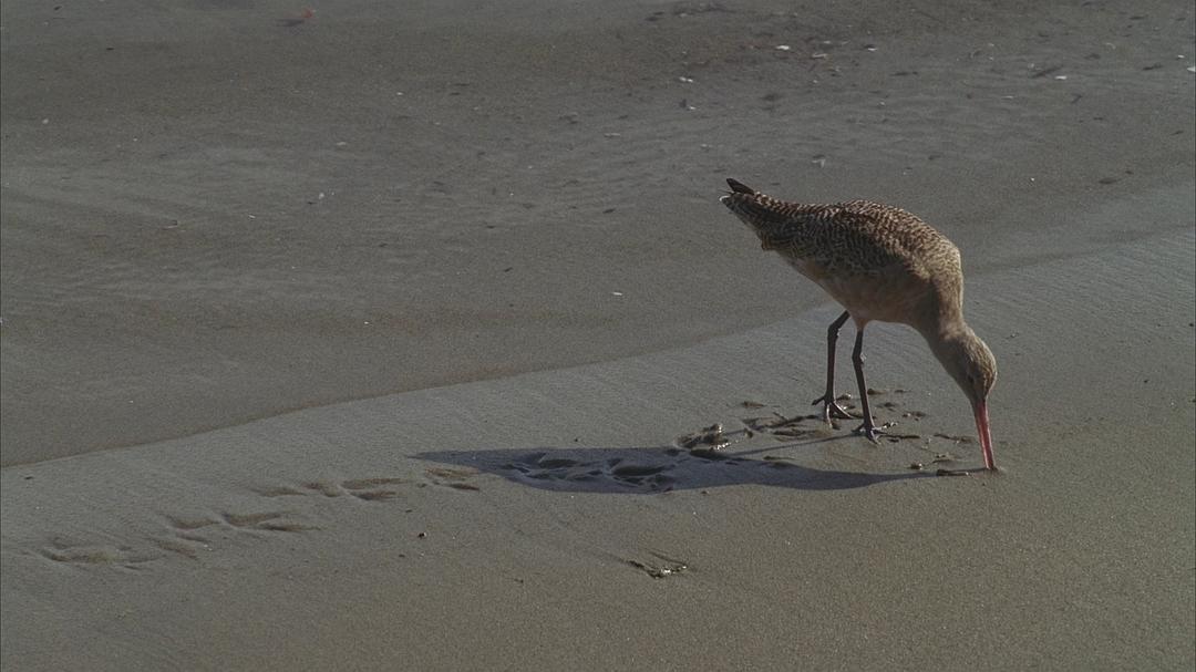 海洋王国 Le Peuple des Océans