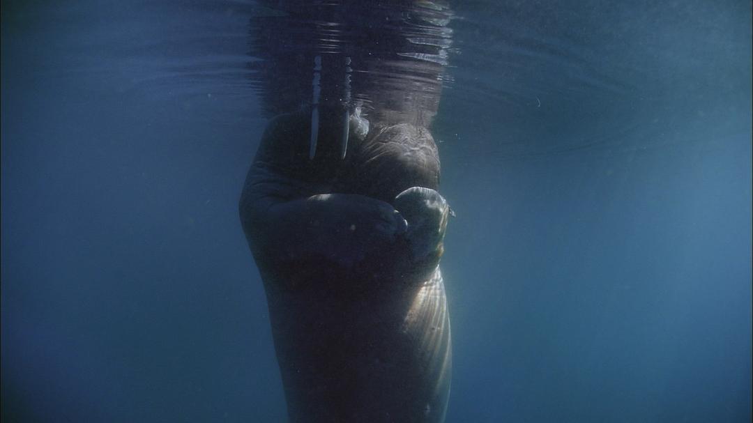 海洋王国 Le Peuple des Océans