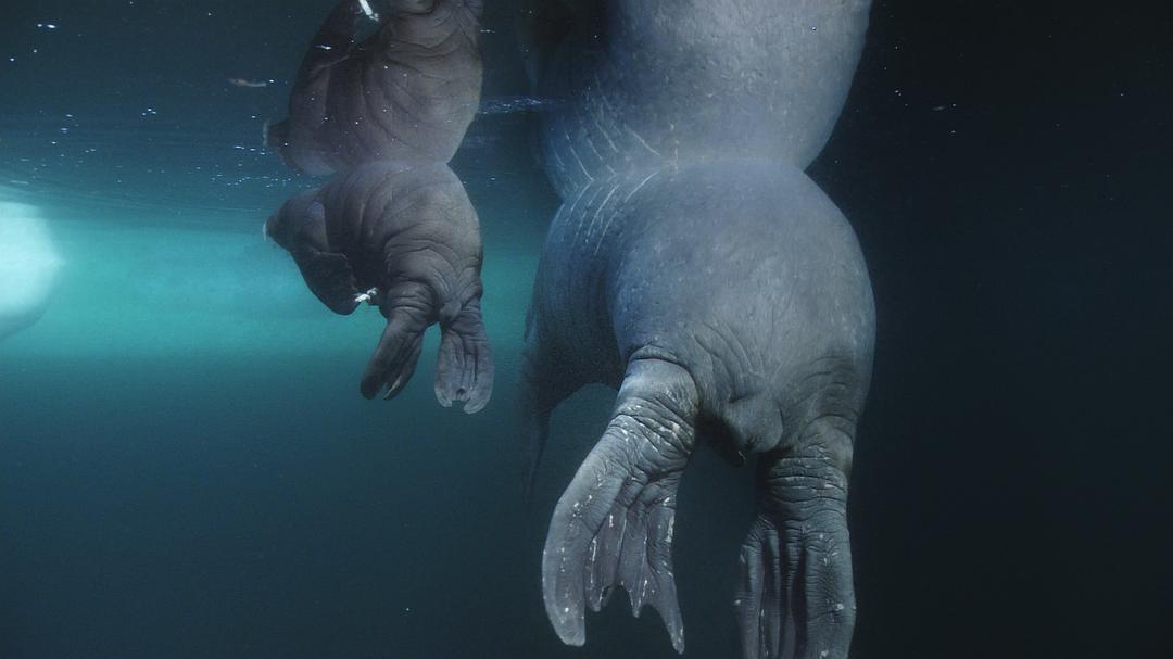 海洋王国 Le Peuple des Océans