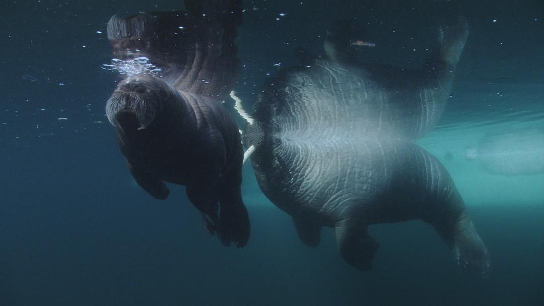 海洋王国 Le Peuple des Océans