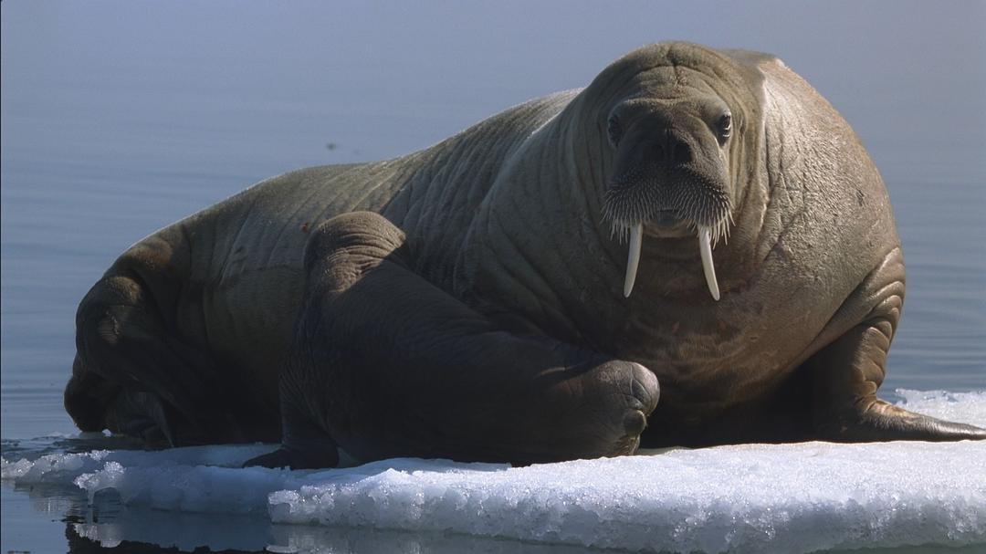 海洋王国 Le Peuple des Océans