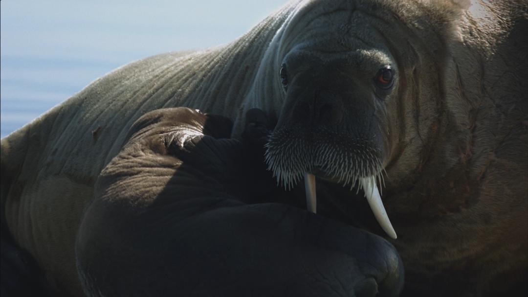 海洋王国 Le Peuple des Océans
