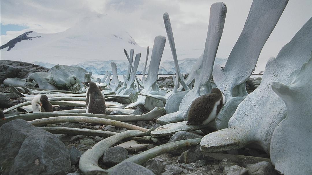 海洋王国 Le Peuple des Océans