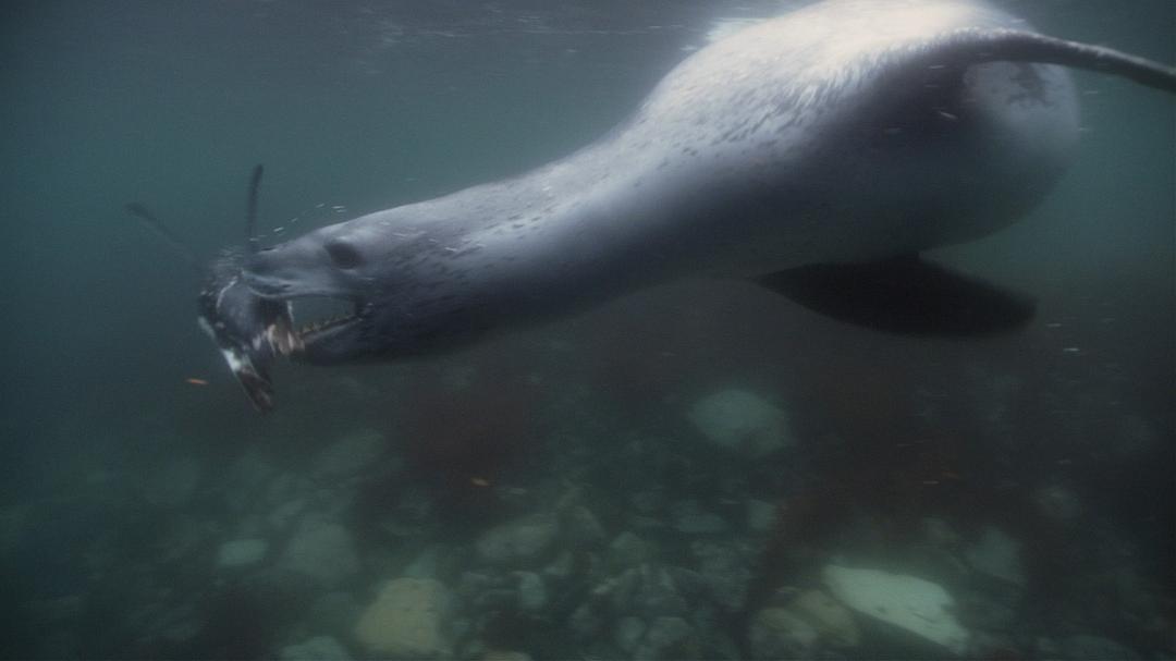海洋王国 Le Peuple des Océans