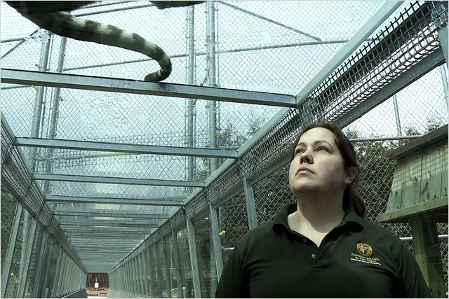 静观百兽 Bestiaire