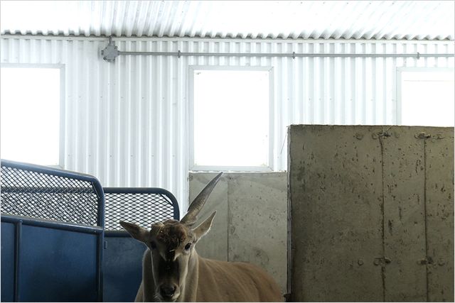 静观百兽 Bestiaire