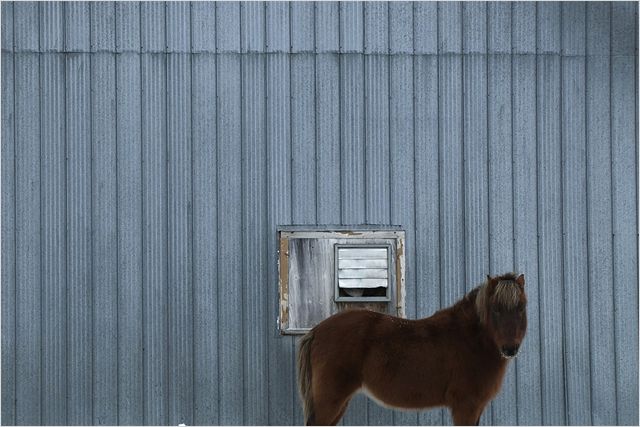 静观百兽 Bestiaire