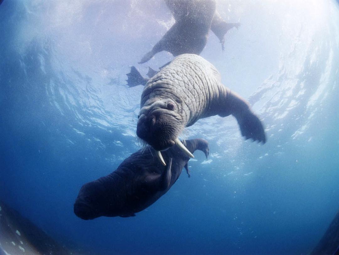 北极 To the Arctic 3D