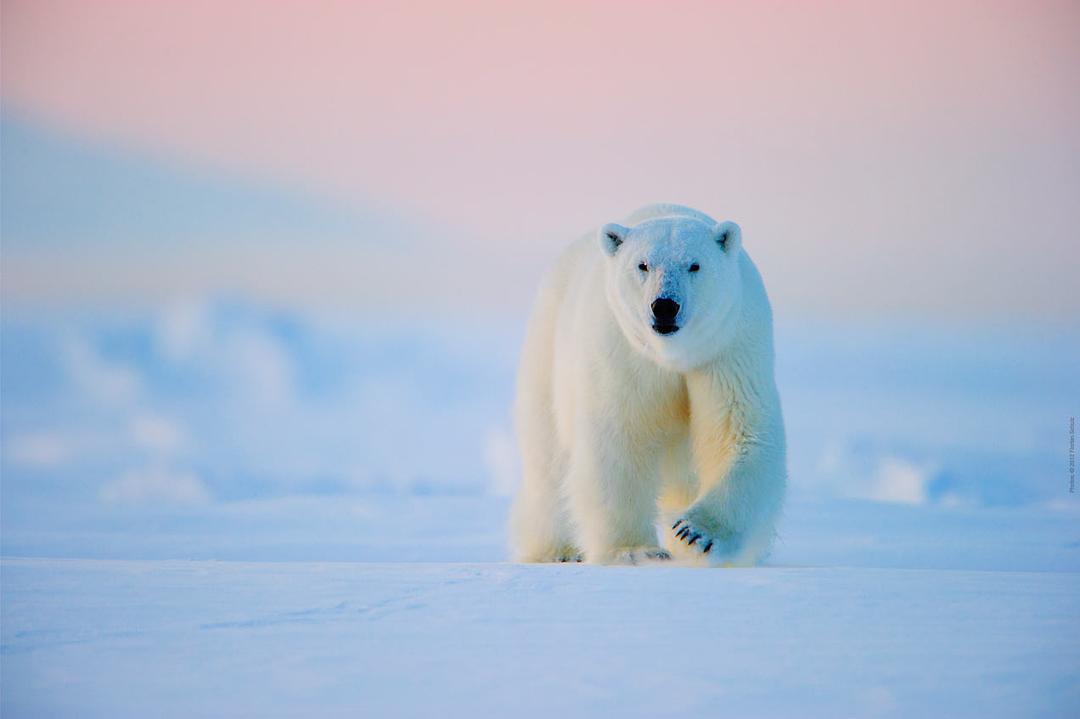 北极 To the Arctic 3D