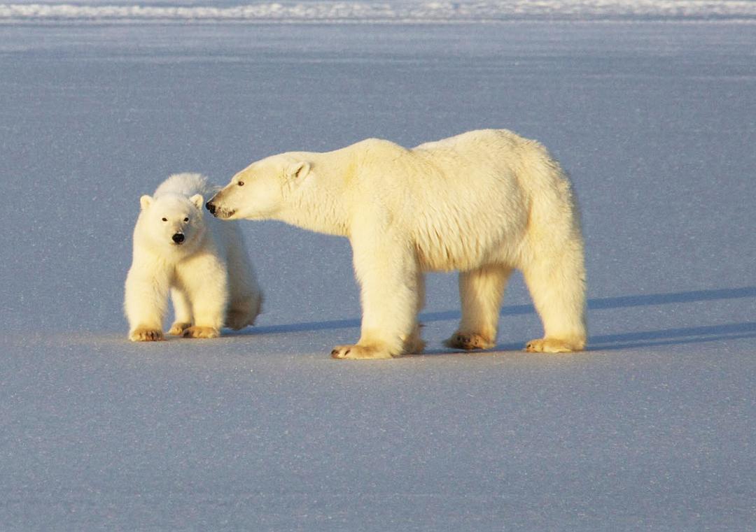 北极 To the Arctic 3D