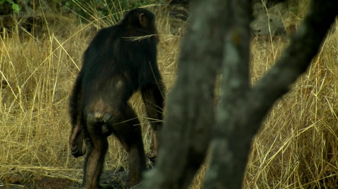 种出个地球 How To Grow A Planet