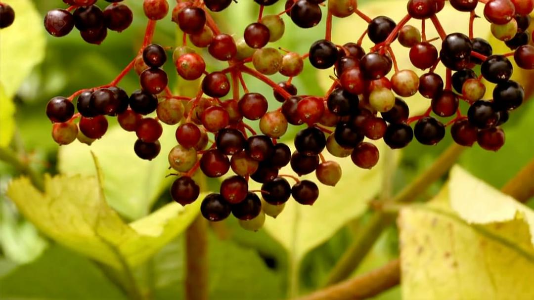 种出个地球 How To Grow A Planet