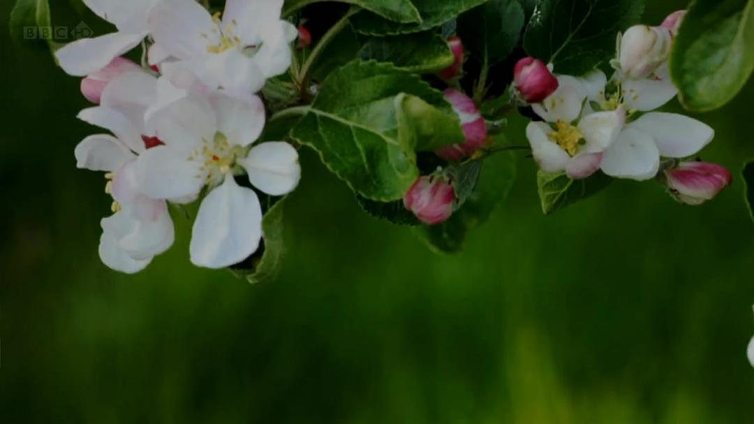 种出个地球 How To Grow A Planet