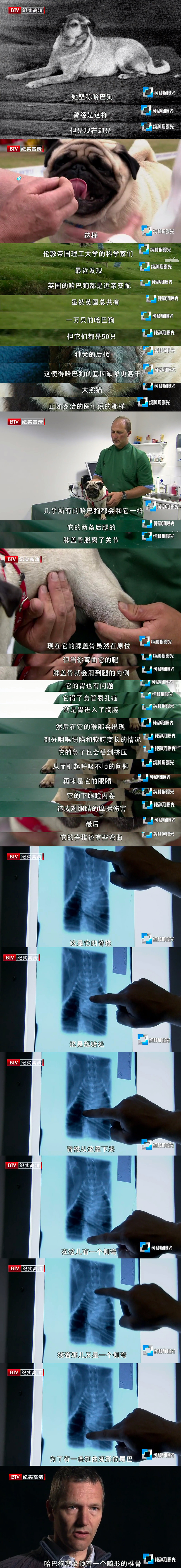 纯种狗的悲哀 Pedigree Dogs Exposed