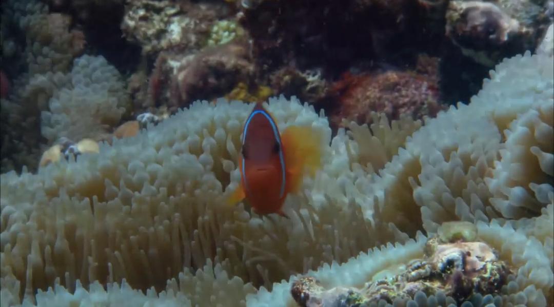 大海的风景 Visions of the Sea: Explorations