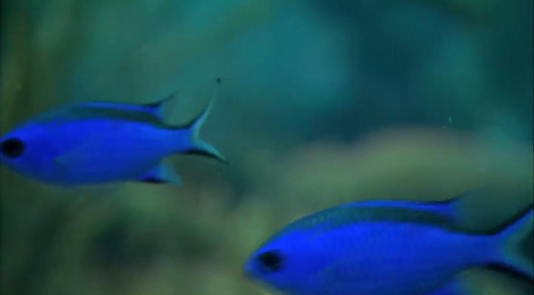 大海的风景 Visions of the Sea: Explorations