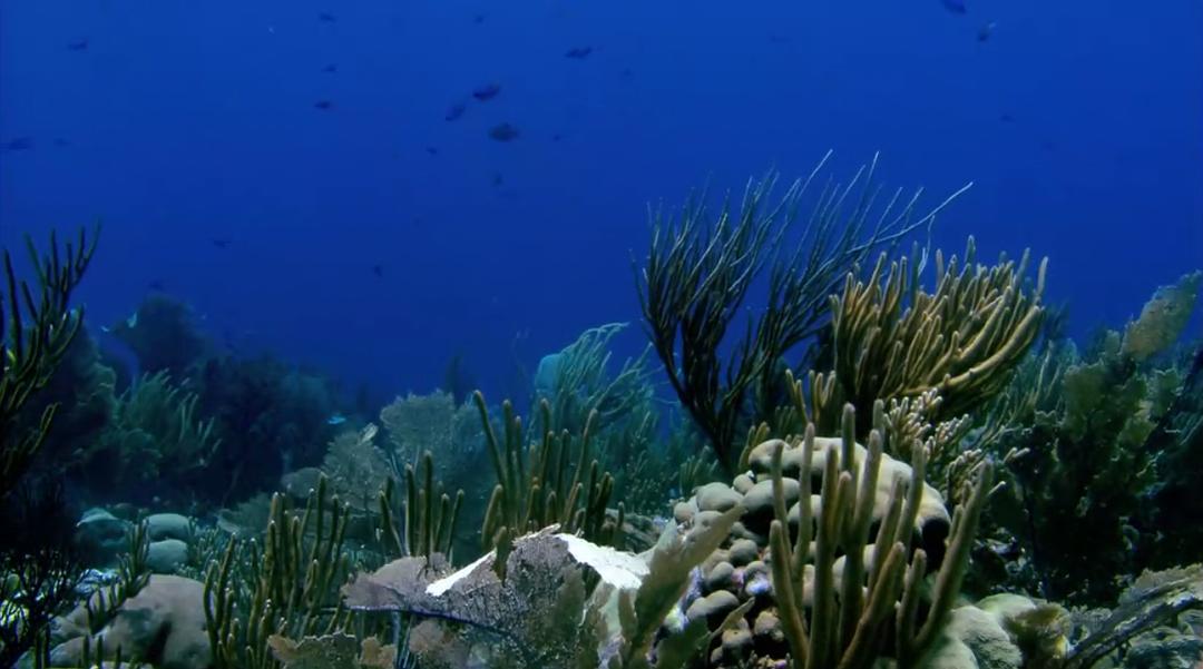 大海的风景 Visions of the Sea: Explorations