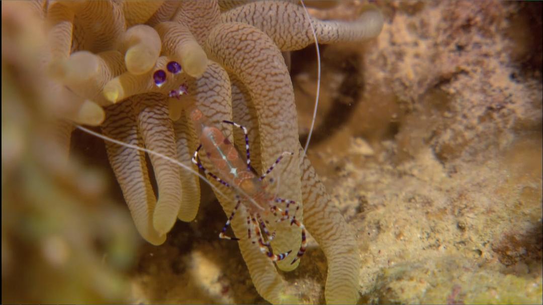 大海的风景 Visions of the Sea: Explorations