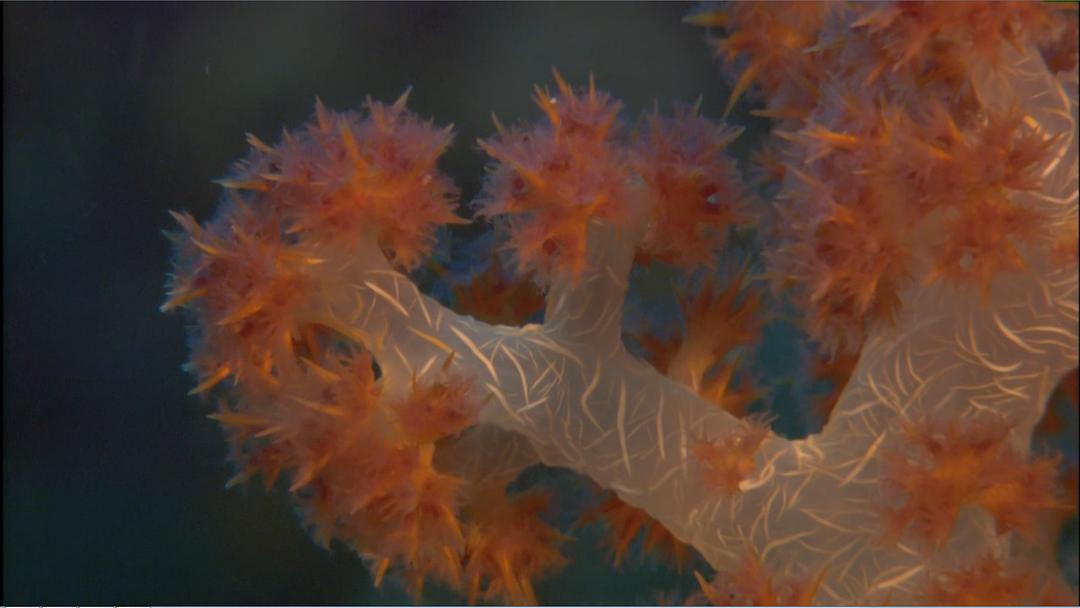 大海的风景 Visions of the Sea: Explorations