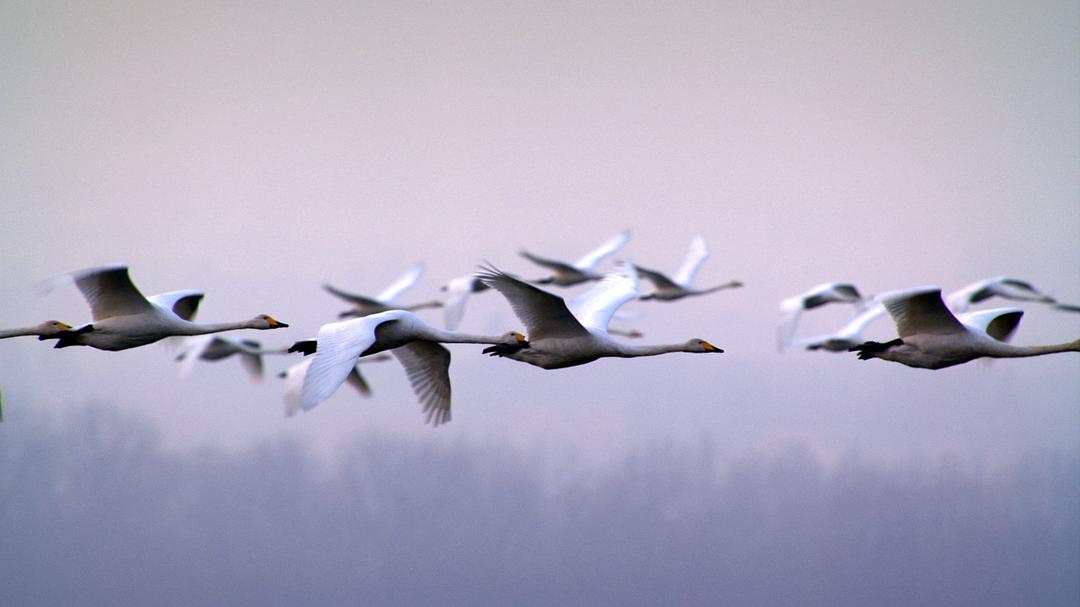 俯瞰德国 第一季 Deutschland von Oben Season 1
