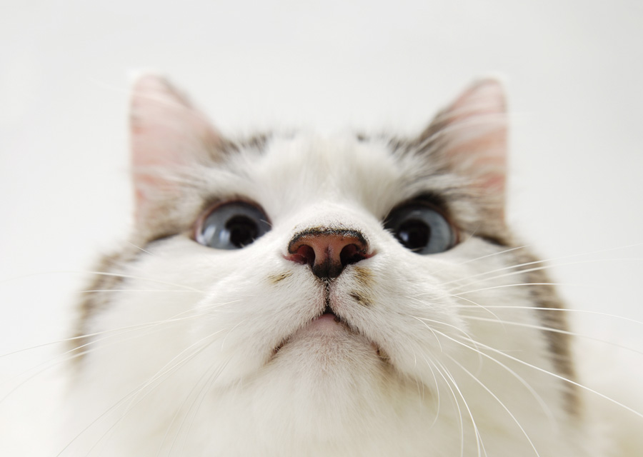 猫咪物语5 にゃんこ THE MOVIE 5