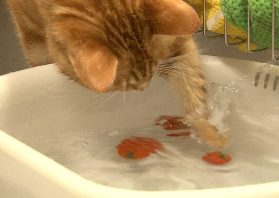 猫咪物语5 にゃんこ THE MOVIE 5