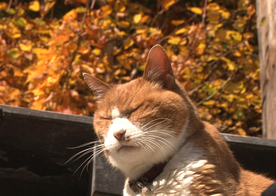 猫咪物语5 にゃんこ THE MOVIE 5