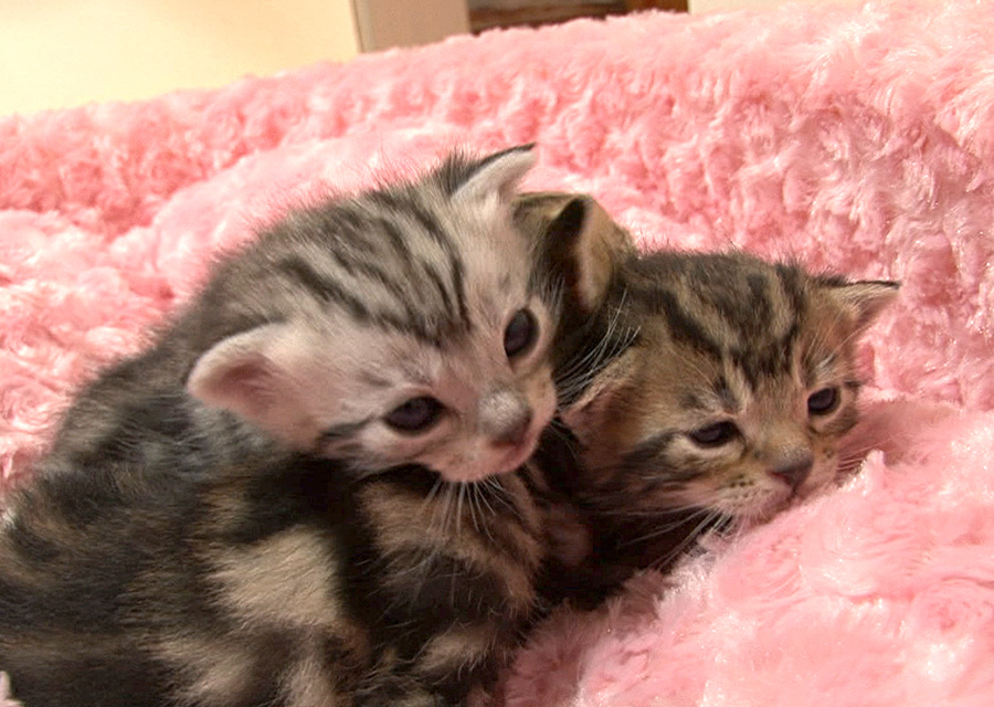 猫咪物语5 にゃんこ THE MOVIE 5