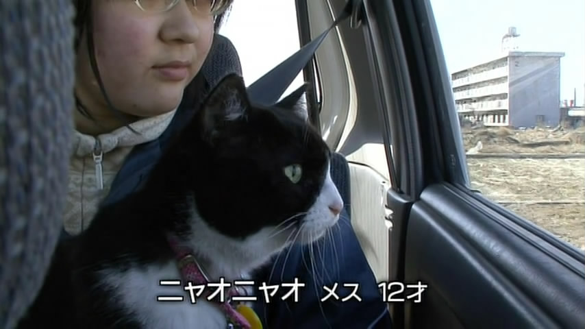 猫咪物语5 にゃんこ THE MOVIE 5