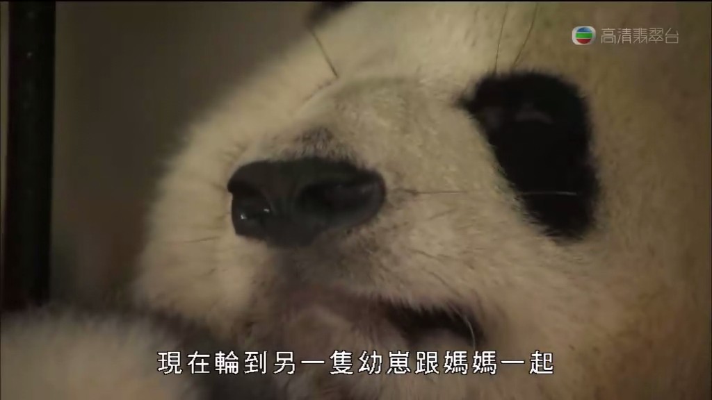 马文与中国大熊猫 Panda Adventure with Nigel Marven