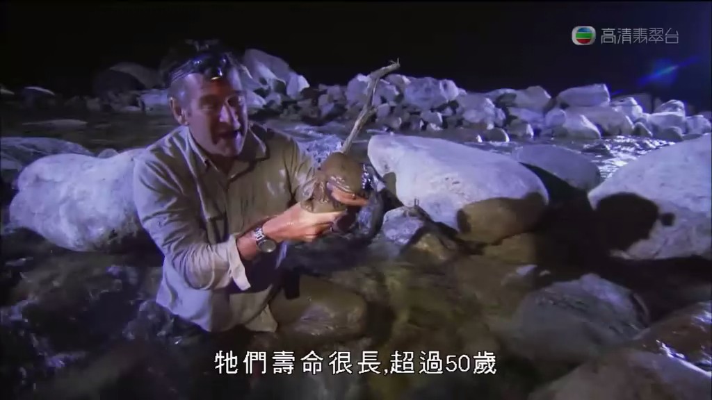 马文与中国大熊猫 Panda Adventure with Nigel Marven
