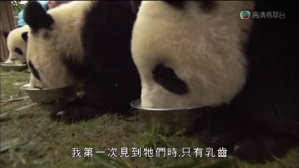 马文与中国大熊猫 Panda Adventure with Nigel Marven