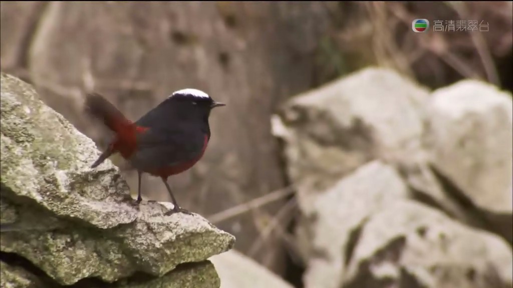 马文与中国大熊猫 Panda Adventure with Nigel Marven