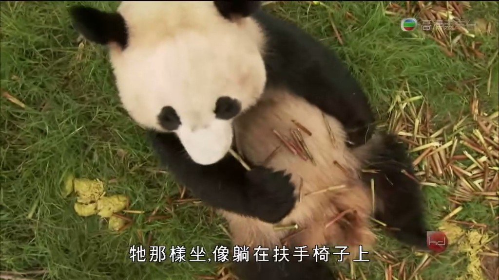 马文与中国大熊猫 Panda Adventure with Nigel Marven