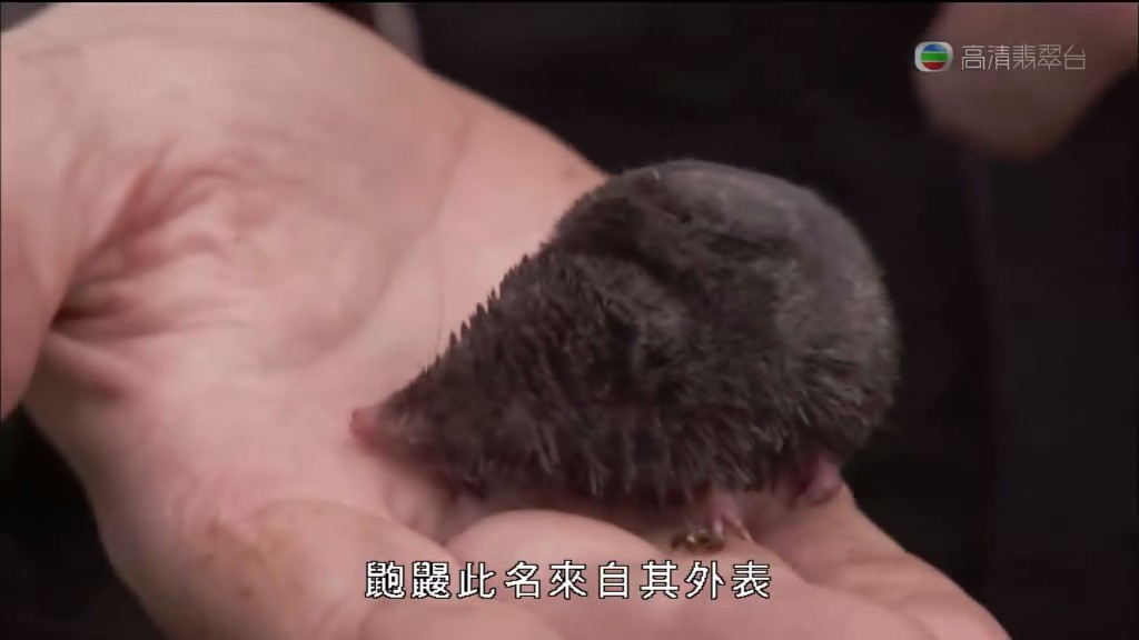 马文与中国大熊猫 Panda Adventure with Nigel Marven