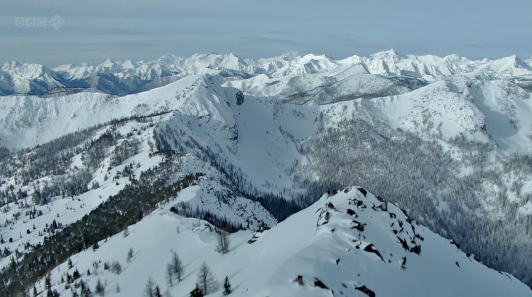 狼群 失落的领地 Land of the Lost Wolves